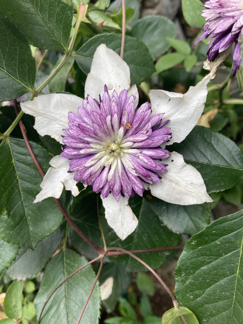 Клематис биколор фото и описание File:Clematis florida bicolor sieboldii.jpg - Wikimedia Commons