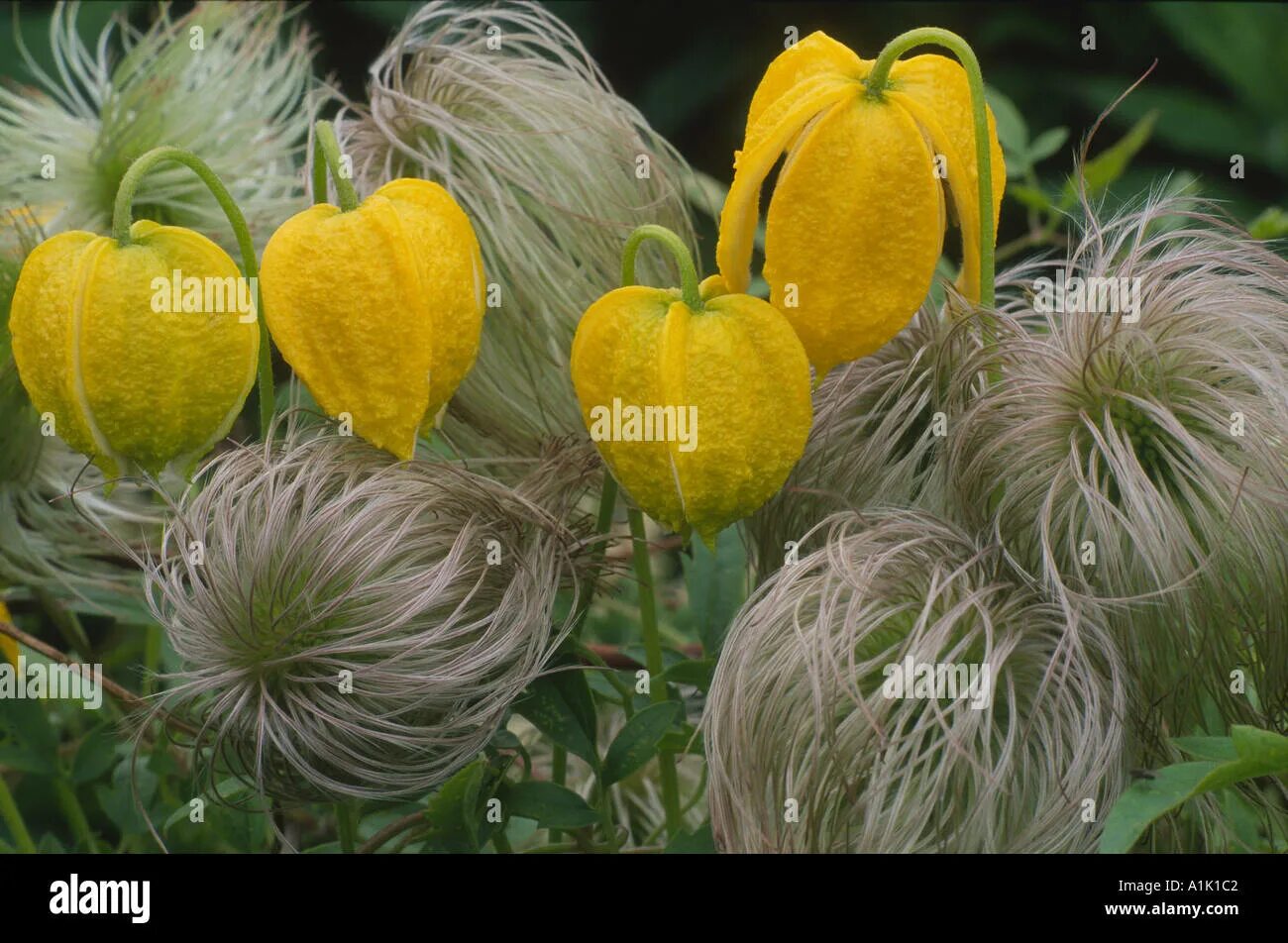 Клематис билл маккензи фото CLEMATIS Bill MacKenzie Stock Photo - Alamy