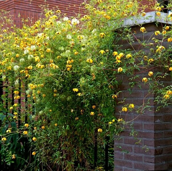 Клематис билл маккензи фото Clematis Tangutica Tuin ideeën