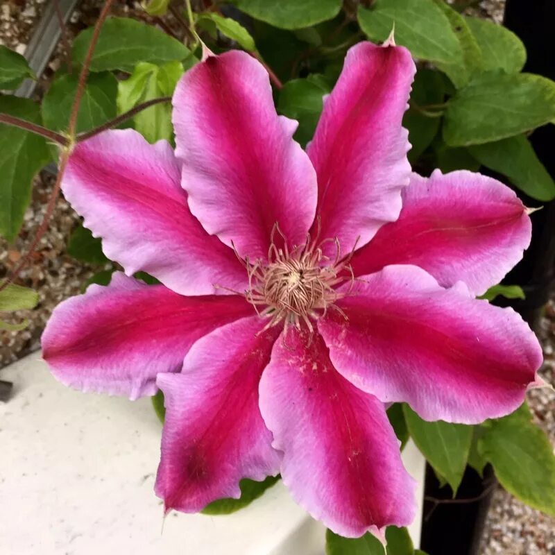 Клематис биз джубили фото Clematis 'Bees Jubilee', Clematis 'Bees Jubilee' - uploaded by @KarenV