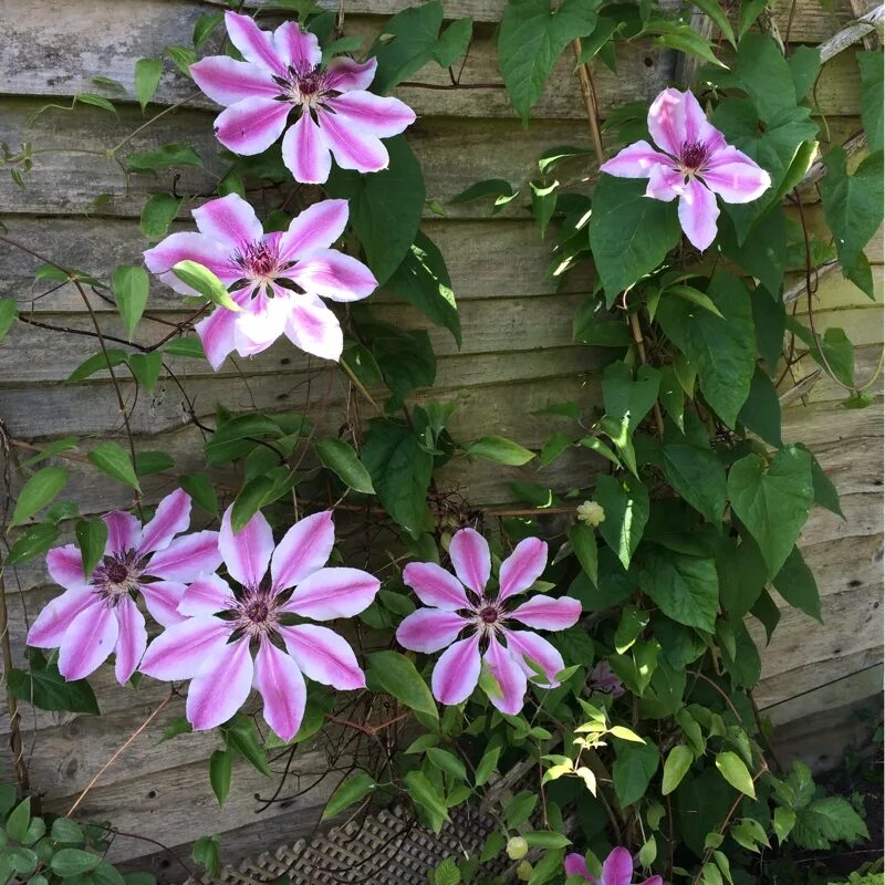 Клематис биз джубили фото Clematis 'Bees Jubilee', Clematis 'Bees Jubilee' - uploaded by @enokavfc