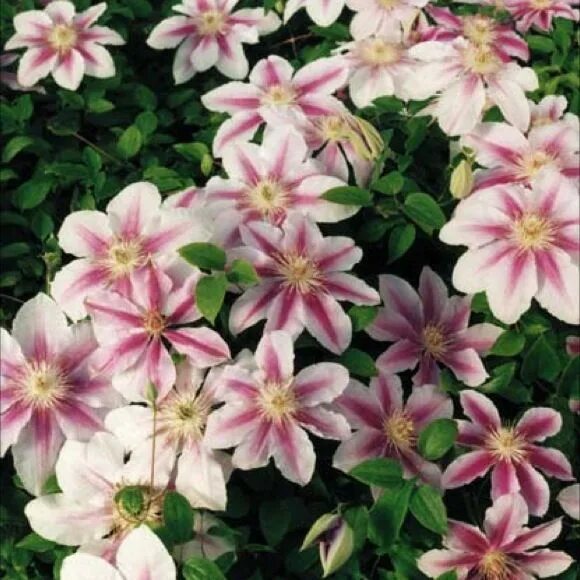 Клематис биз джубили фото Clematis - Bees Jubilee in 2021 Garden flowers perennials, Clematis, Perennials