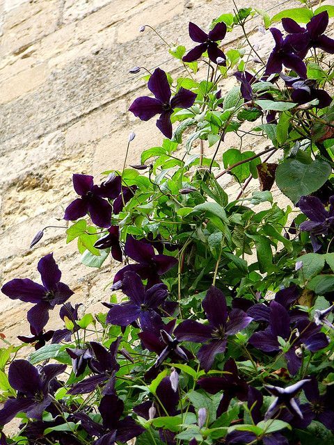 Клематис блэк принц фото Image result for Clematis 'Black Prince' Clematis flower, Clematis plants, Purpl