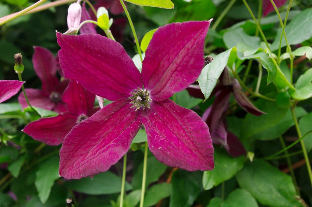 Клематис блэк принц фото Clematis 'Black Prince' (Vt)clematis 'Black Prince'/RHS Gardening