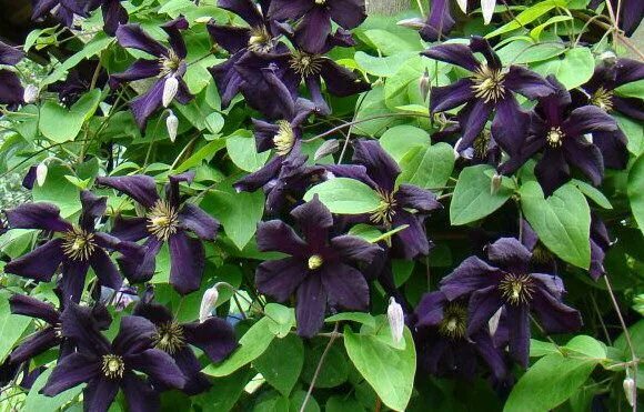 Клематис блэк принц фото Clematis Romantika is another great hybrid from Uno Kivistik. The rich dark purp