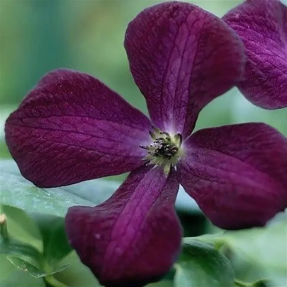 Клематис блэк принц фото Clematis 'Black Prince' - clematis (group 3) (syn. Clematis viticella Black Prin