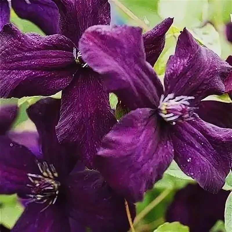 Клематис блэк принц фото Клематисы - Клематис Multi Blue (Мульти Блю) (копия)