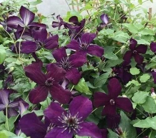 Клематис блэк принц фото Клубни Клематис, Клематисы COLORLINE купить по выгодной цене в интернет-магазине