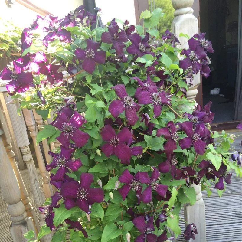 Клематис блэк принц фото Clematis viticella 'Black Prince', Clematis 'Black Prince' in GardenTags plant e