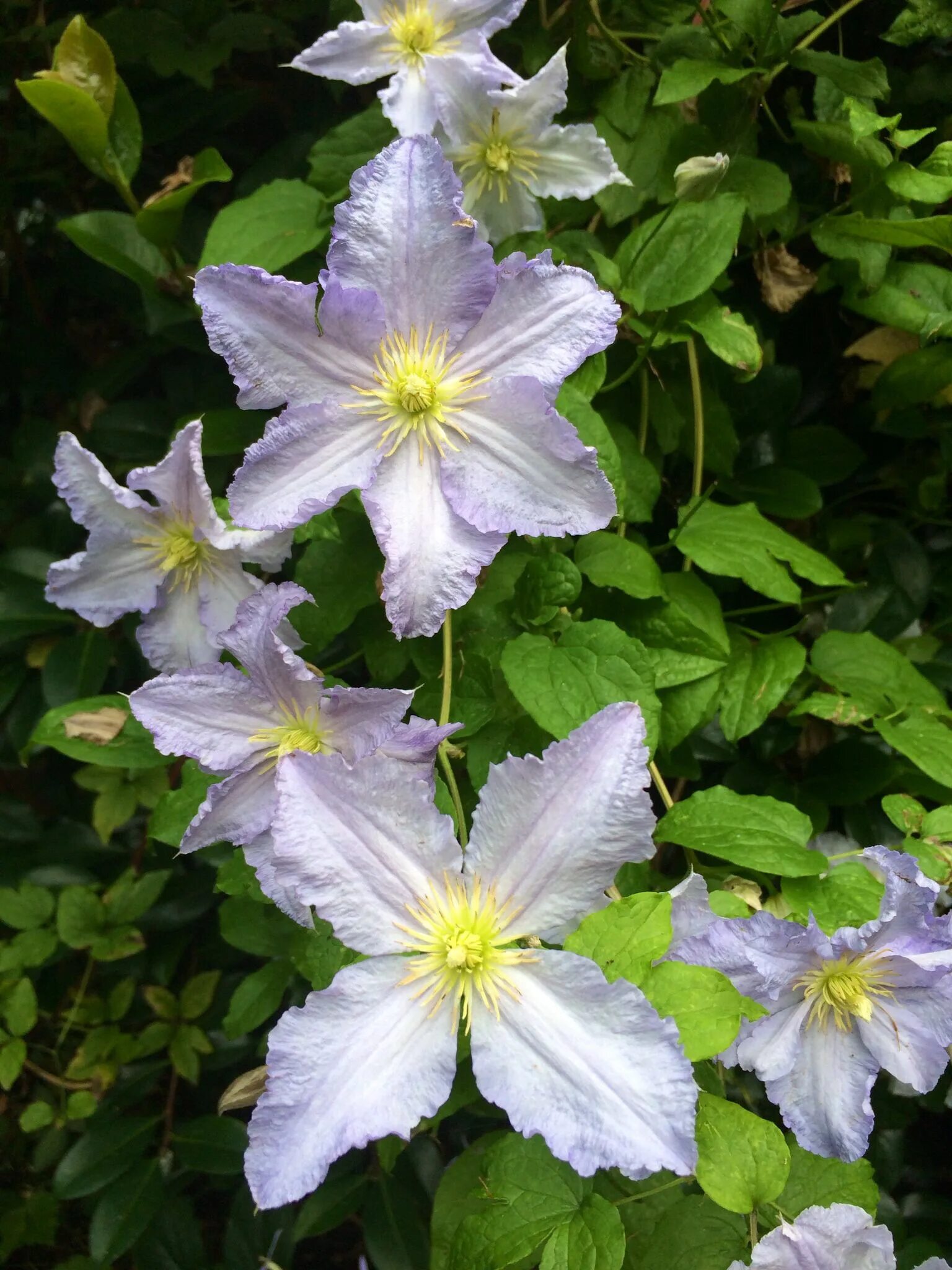 Клематис блекитни аниол фото Clematis 'Blekitny Aniol' (Blue Angel) in my garden, running through a Camellia 