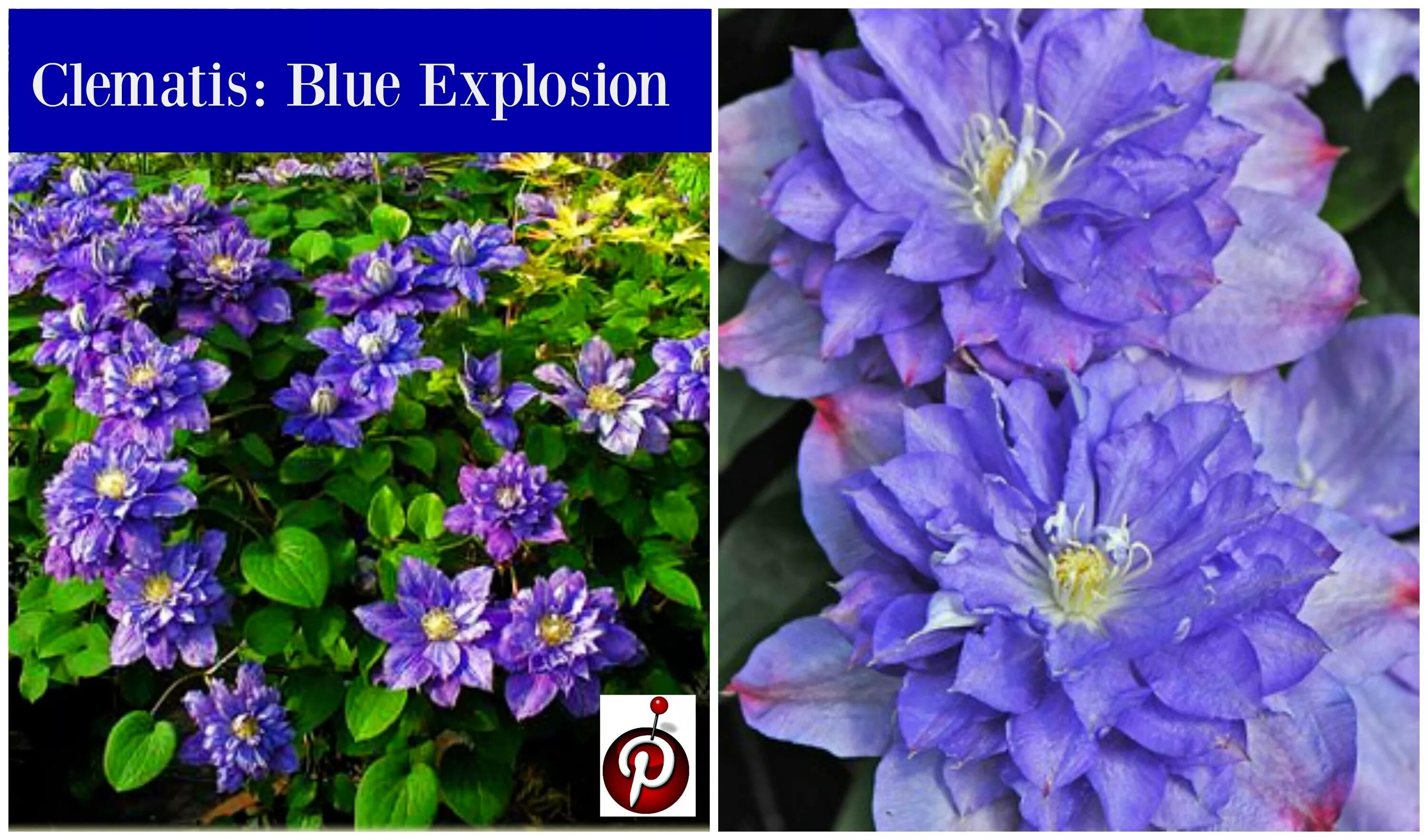 Клематис блю белл фото и описание Blue Explosion Clematis Clematis, Perennials, Plants