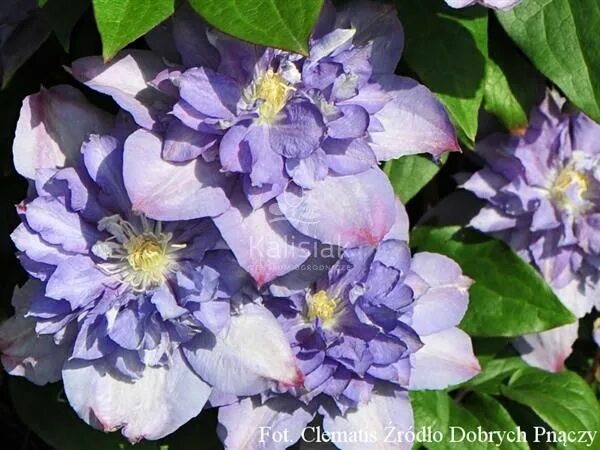 Клематис блю эксплоужен фото Clematis Blue Explosion