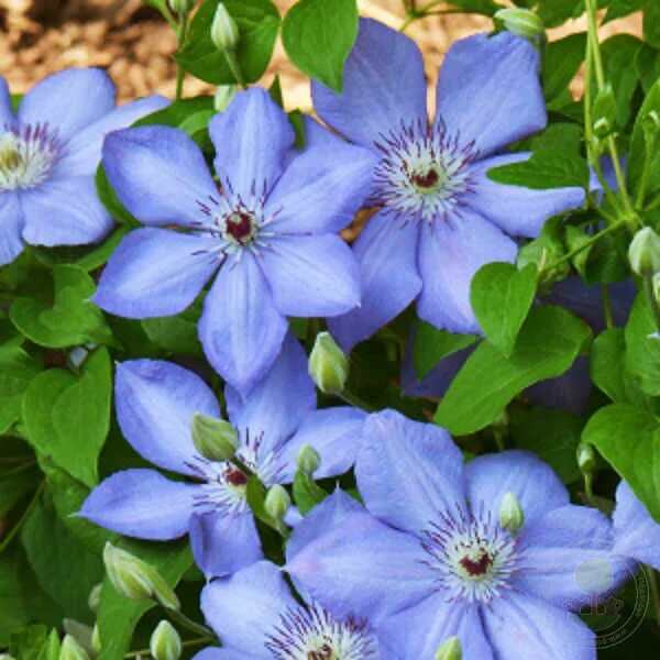 Клематис блю фото Клематис Блю Пилар (Clematis Blue Pillar) купить в Москве по низкой цене из пито