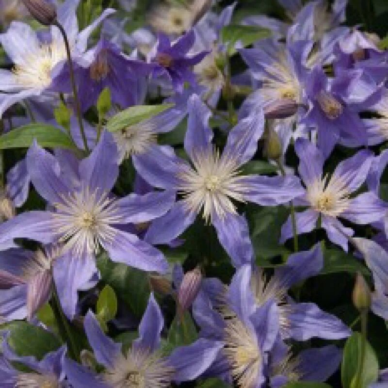 Клематис блю пируэт фото и описание Clematis-'star-river'-®---greenseasons 9F2