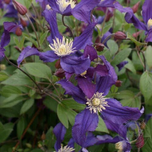 Клематис блю пируэт фото и описание Клематис Блю Пируэт (Clematis Blue Pirouette) купить в Москве по низкой цене из 