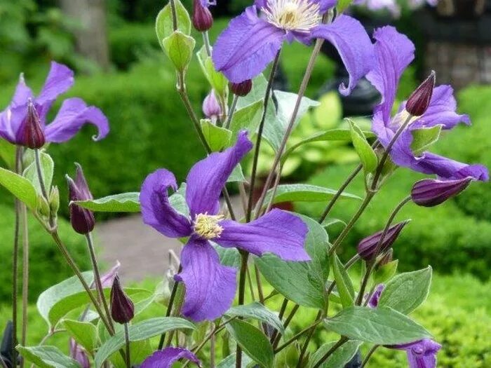 Клематис блю пируэт фото и описание Clematis 'Blue Pirouette'