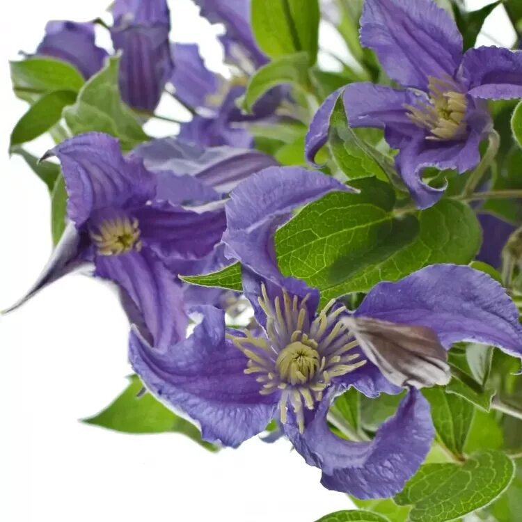 Клематис блю пируэт фото и описание Clematis BLUE PIROUETTE 70cm