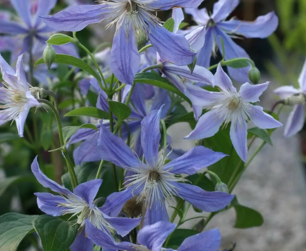 Клематис блю ривер фото Clematis 'Blue River'