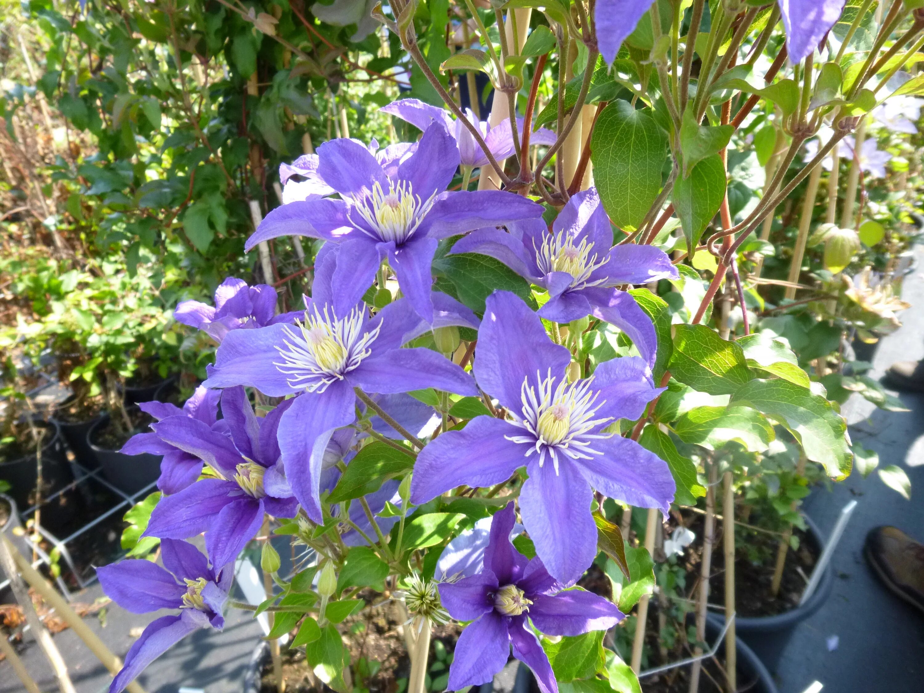 Клематис блю ривер фото May 2014 Clematis in Seattle