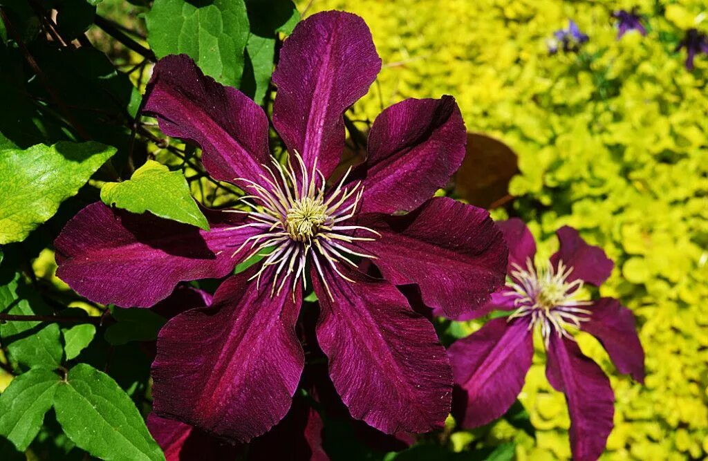 Клематис бордовый фото и название Clematis - The Petals Are Sepals - the landscape of us Flower petal template, Fl