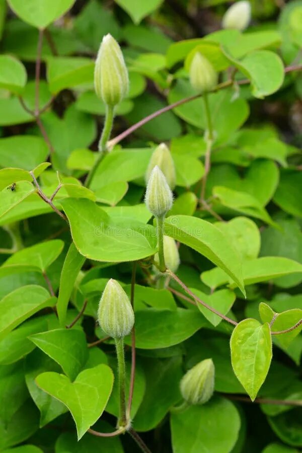 Клематис бутоны фото Конец весны Clematis вверх стоковое фото. изображение насчитывающей клематис - 1