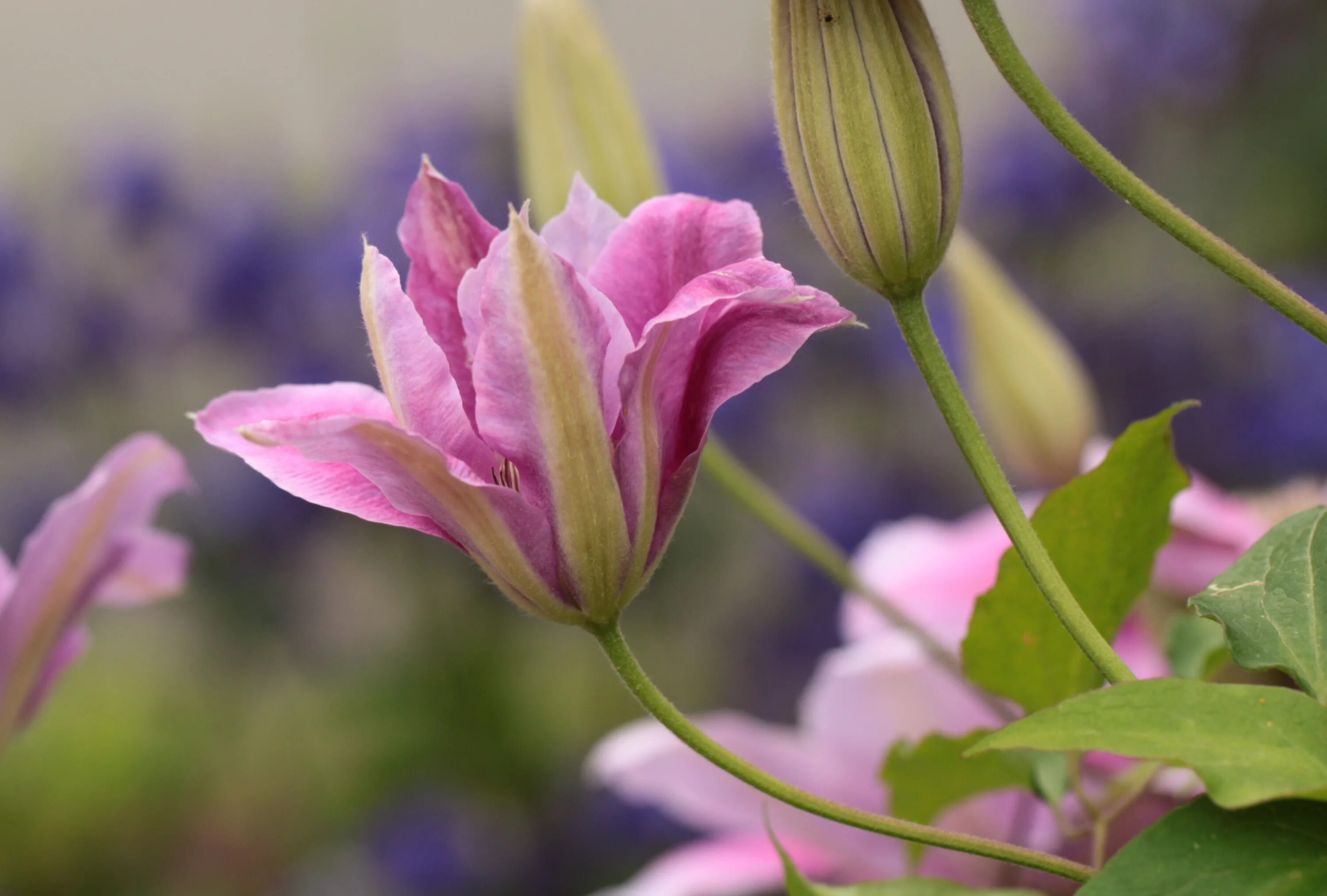 Клематис бутоны фото Free Images : blossom, flower, petal, bloom, spring, botany, climber, pink, clos