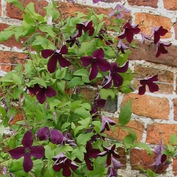 Клематис черный принц фото viticella Black Prince Clematis, Clematis trellis, Clematis vine