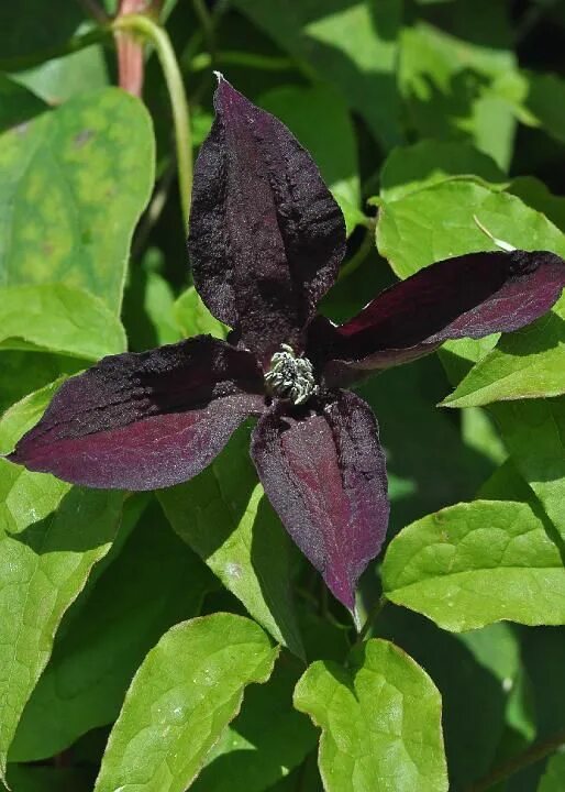 Клематис черный принц фото Clematis viticella Black Prince Purple clematis, Clematis varieties, Clematis