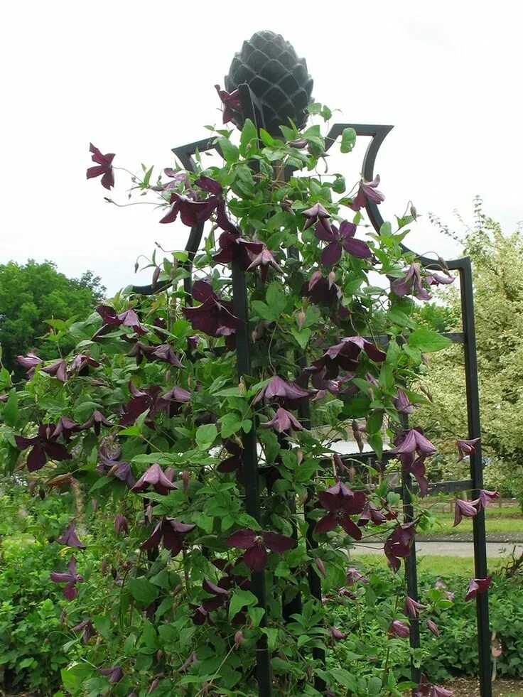 Клематис черный принц фото Viticella-klematis 'Black Prince' Klematis, Trädgård, Pergola