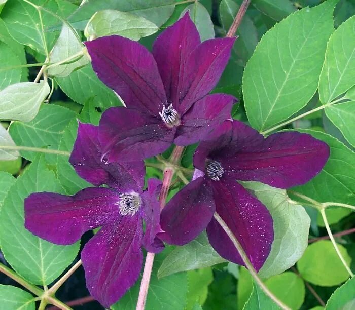 Клематис черный принц описание и фото Clematis 'Black Prince' Clematis, Clematis vine, Climbing vines