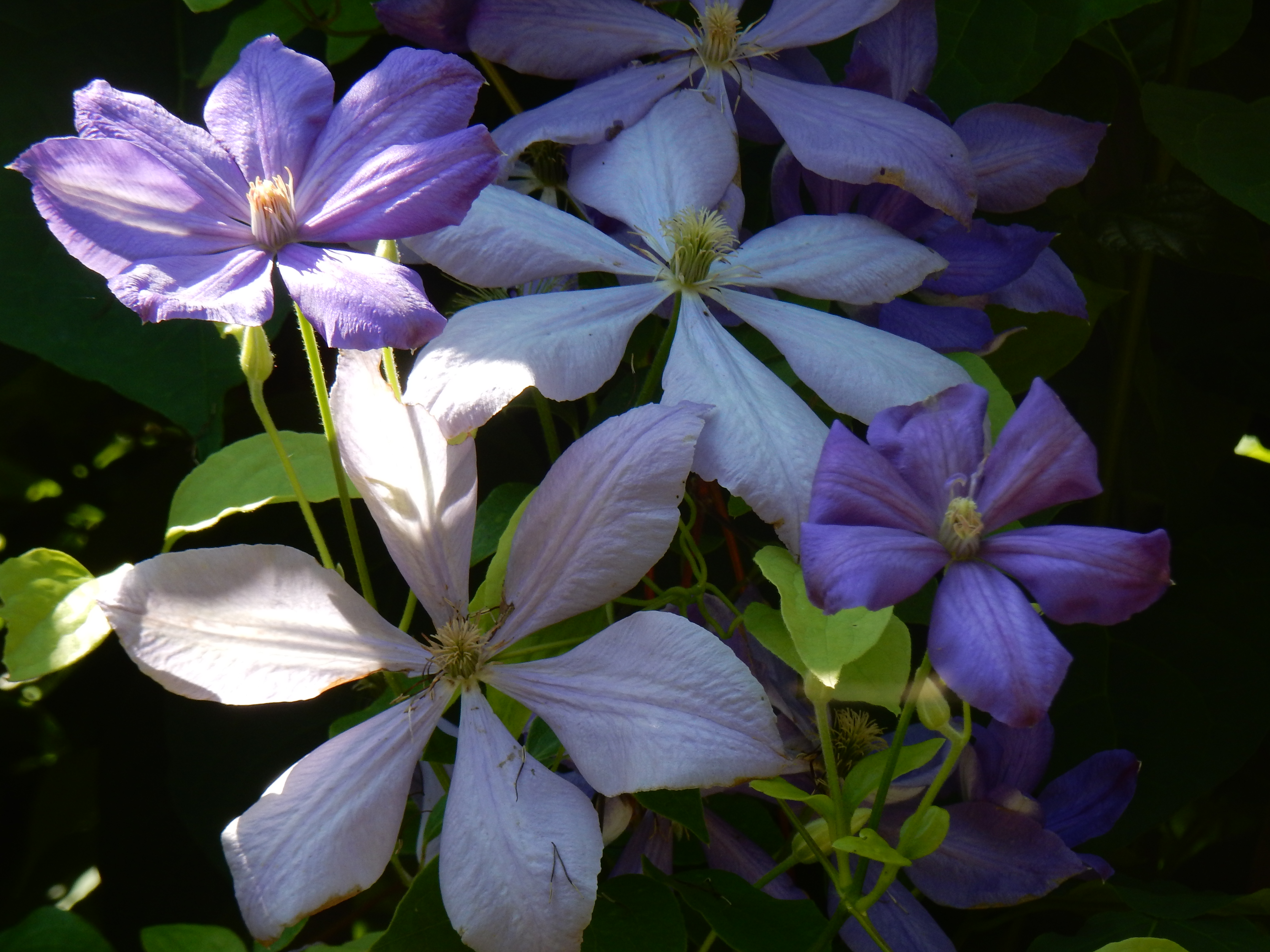 Клематис чолмондели фото File:Clematis 'Mrs Cholmondeley', Morris Arboretum 01.jpg - Wikimedia Commons