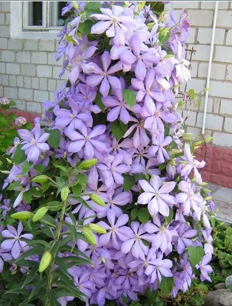 Клематис чолмондели фото Clematis Клематис Mrs. Фотография из альбома Клематисы Verschoor СТОП - 0 из 80 