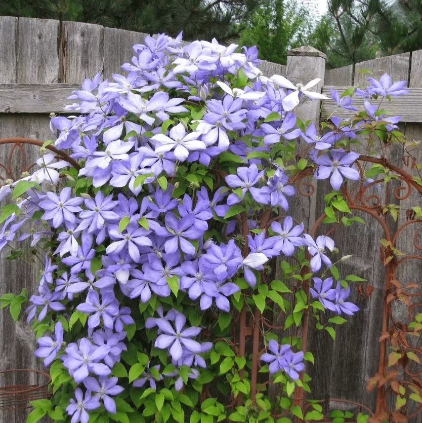 Клематис чолмондели фото Купить Клематис гибридный Mrs Cholmondeley - Клематис - GardenPlants