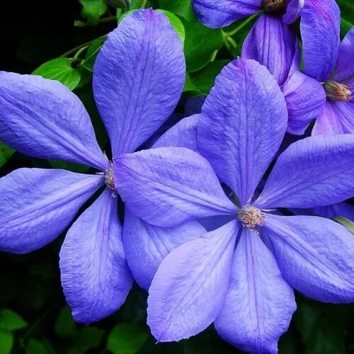 Клематис чолмондели фото Купить Клематис гибридный "Миссис Чолмондели" (Clematis 'Mrs Cholmondeley') от 8