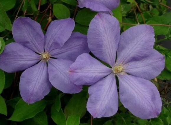 Клематис чолмондели фото Клематис Clematis Mrs Cholmondeley класс В Морозостойкие Клематисы. Декоративноц