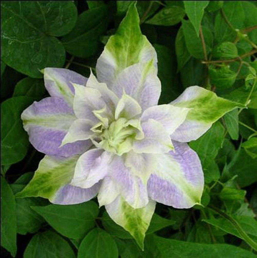 Клематис дабл фото 50 Double Purple and Green Clematis Seeds Bloom Climbing Perennial Flowers Seed 