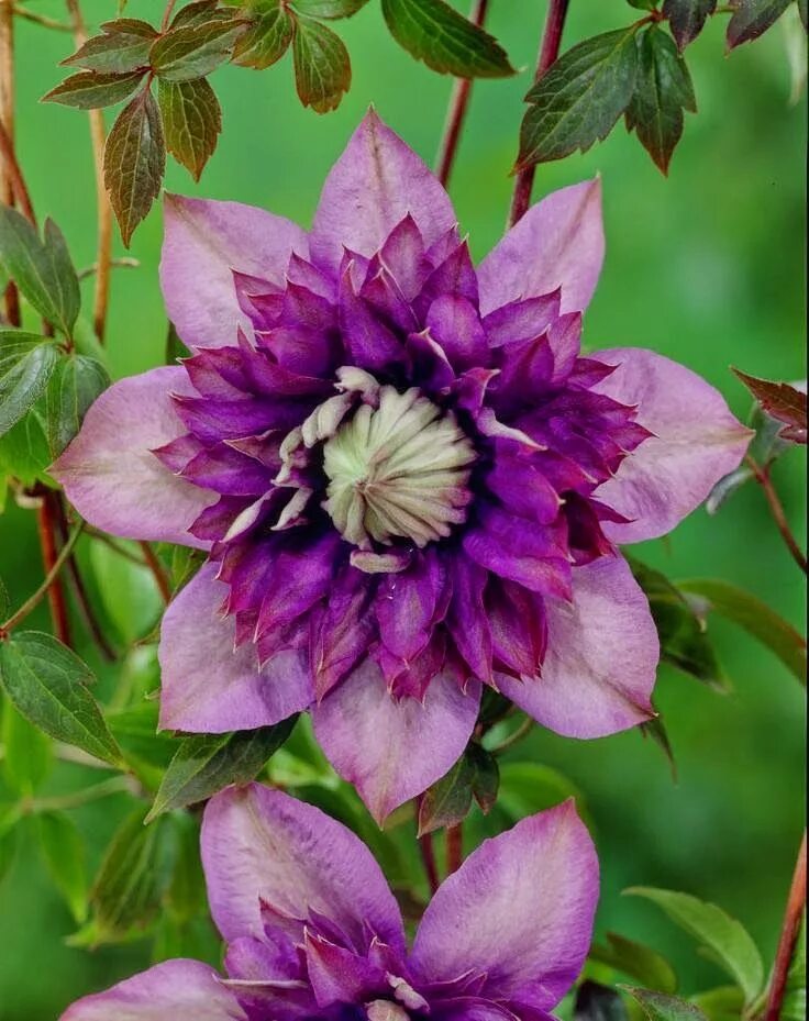 Клематис дабл фото Royalty Clematis Clematis flower, Flower garden plants, Spring garden flowers