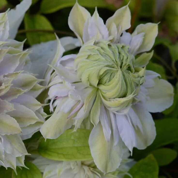 Клематис дабл фото Clematis 'Moonglow' #garden Flower garden, Flower landscape, Clematis