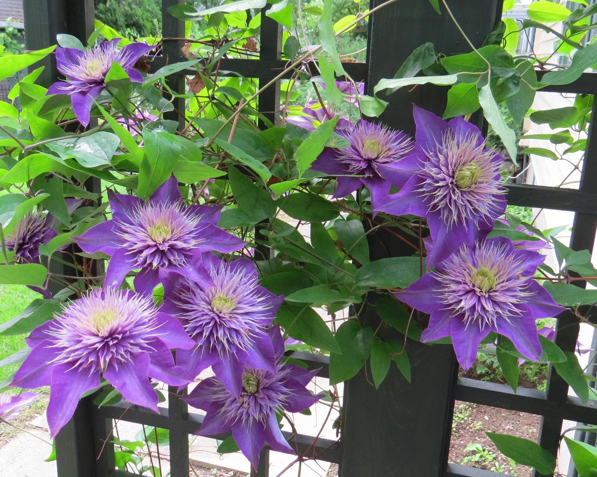 Клематис дабл фото Multi-Blue Double Flowering Clematis Jardinería, Rosas