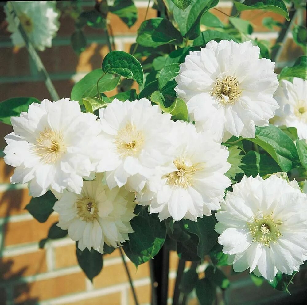 Клематис дачес эдинбург фото Clematis Duchess of Edinburgh Clematis flower, Types of fern plants, Clematis