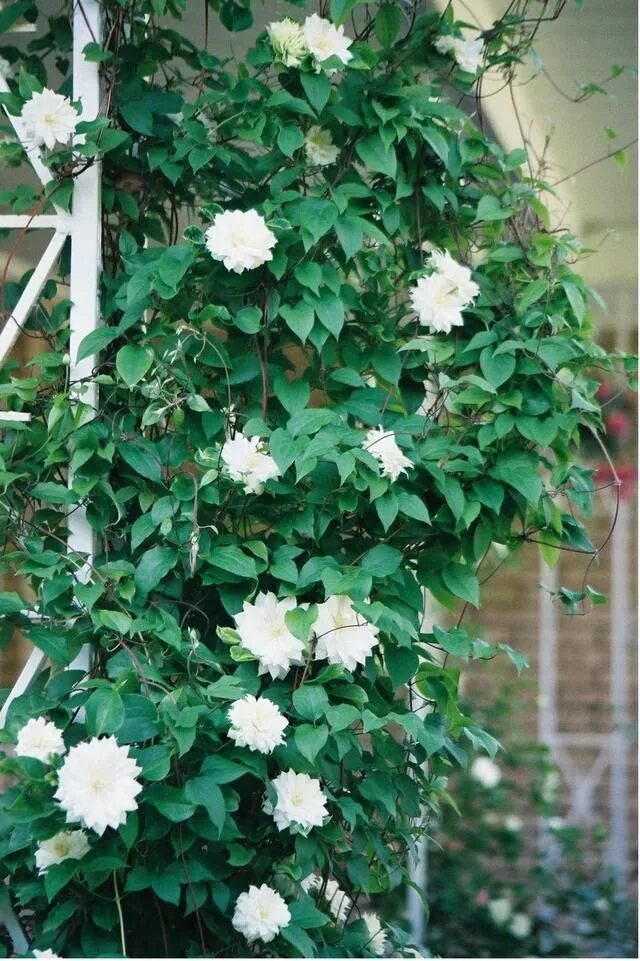 Клематис дачес эдинбург фото PlantFiles Pictures: Clematis, Early Large-flowered, Double Clematis 'Duchess of