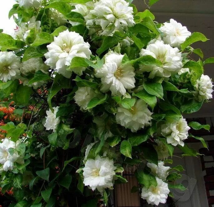 Клематис дачес эдинбург фото Купить Клематис 'Дачес оф Эдинбург' / Clematis 'Duchess of Edinburgh'с доставкой