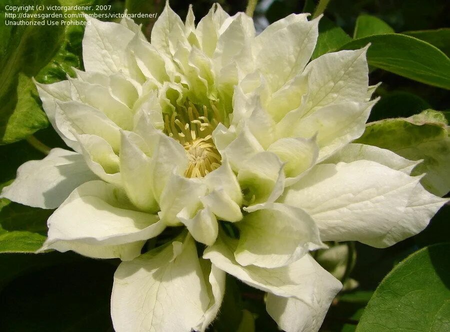 Клематис дачес эдинбург фото Duchess of Edinburgh - Double White Clematis