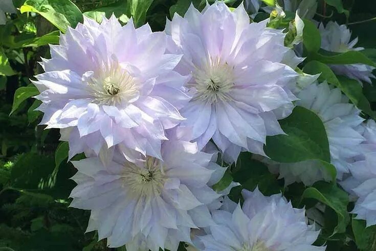 Клематис дачес эдинбург фото The 27 Best Cold Hardy Clematis Varieties Gardener’s Path Clematis varieties, Cl
