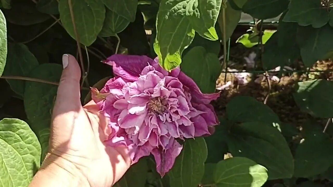 Клематис дарлинг фото Клематис Май Дарлинг . Clematis My Darling . - YouTube