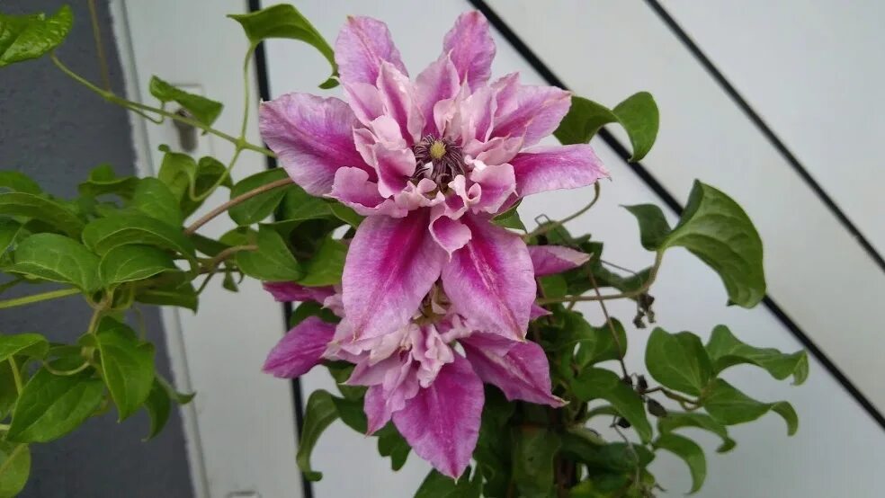 Клематис дарлинг фото Clematis 'My Darling' - Powojnik KARMINOWY PEŁNY ! - 7448861304 - ofic