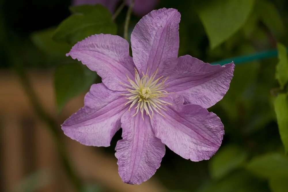 Клематис де бушо фото Clematis Comtesse de Bouchaud by JGJ ePHOTOzine