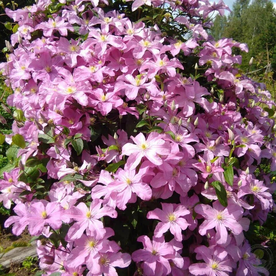 Клематис де бушо фото Клематис Комтес де Бушо (Clematis Comtesse de Bouchaud) купить в Москве по низко