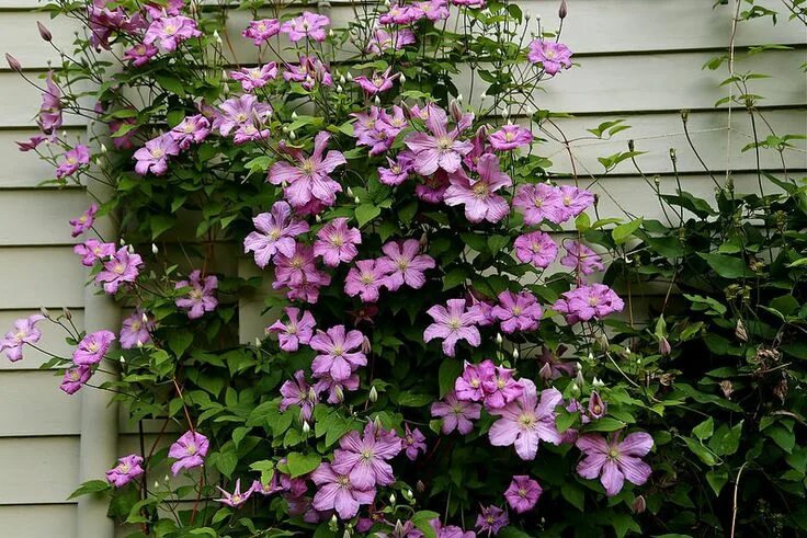 Клематис де бушо фото Comtesse de Bouchaud Les Fleurs Clematis, Flowers, Plants