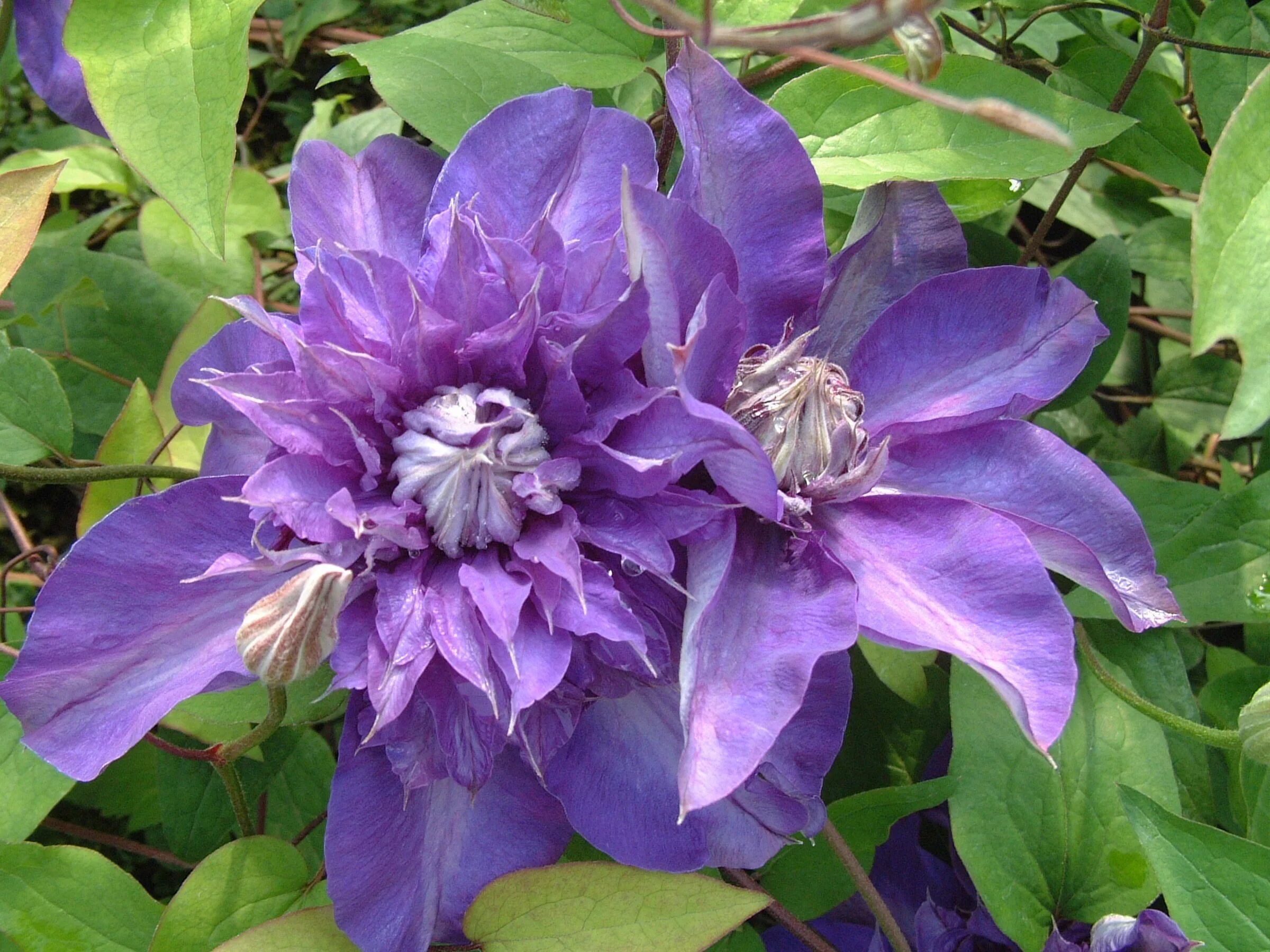 Клематис дестини фото Clematis Shikoo- Flower show, Chelsea flower show, Clematis